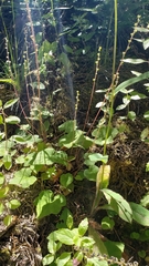 Ozomelis diversifolia