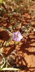 Convolvulus remotus