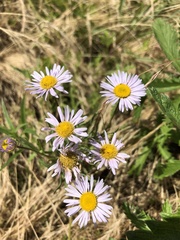 Erigeron decumbens