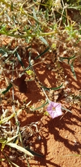 Convolvulus remotus