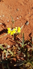 Goodenia lunata