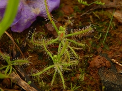 Drosera indica