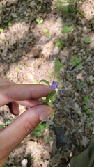 Scutellaria antirrhinoides