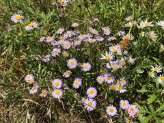 Erigeron decumbens