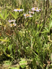 Erigeron decumbens