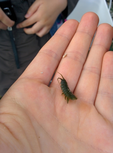 Pentidotea wosnesenskii