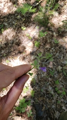 Scutellaria antirrhinoides