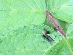 Agrilus ruficollis