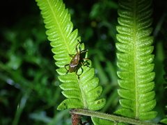 Cryptoderma formosense