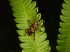 Cryptoderma formosense