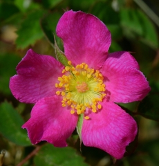 Rosa spithamea