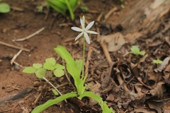 Chlorophytum borivilianum