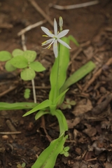 Chlorophytum borivilianum