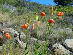 Lilium pardalinum pardalinum
