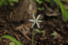 Chlorophytum borivilianum