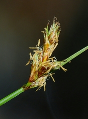 Carex subfusca