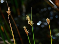 Carex subfusca