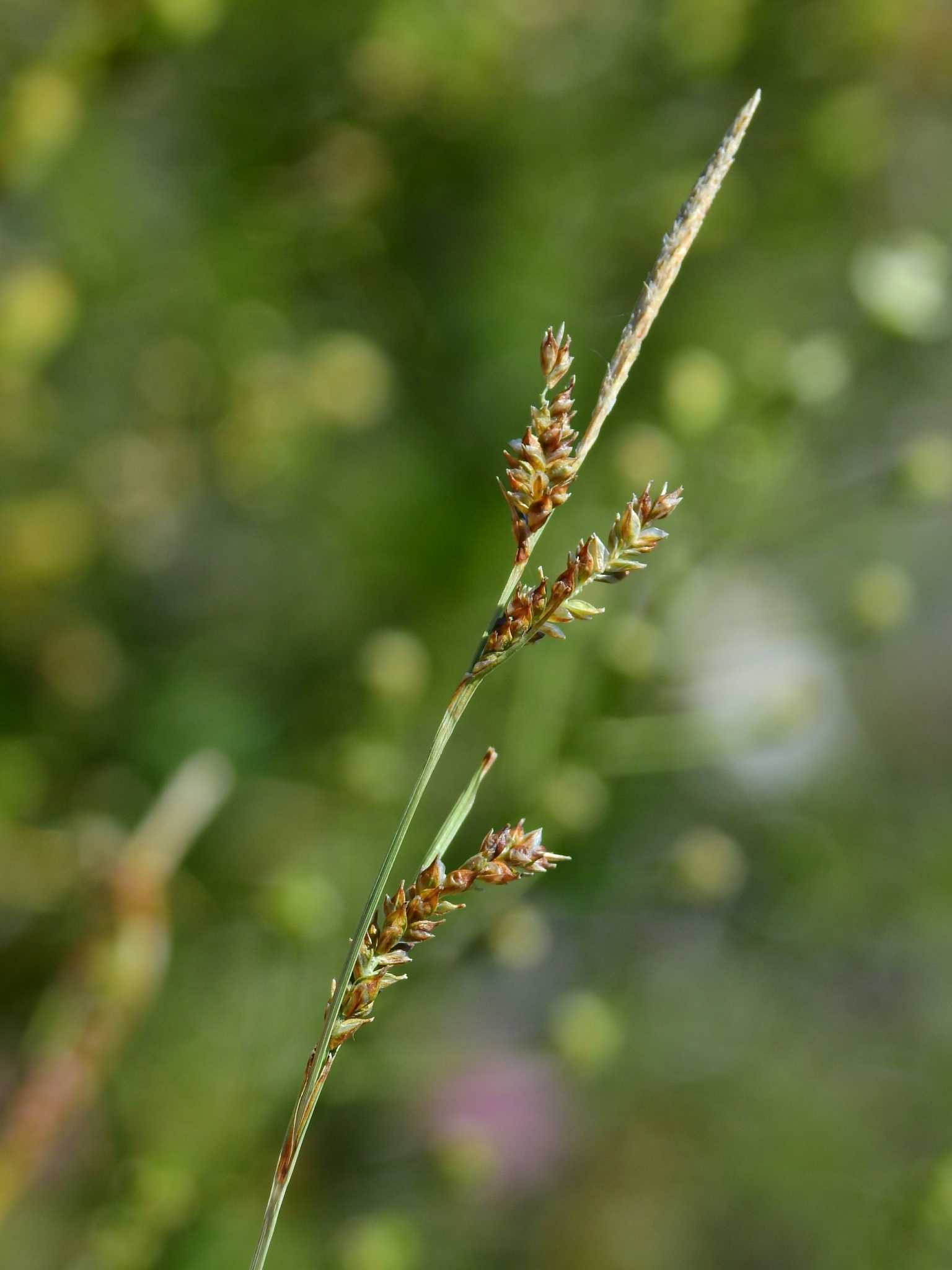 Carex mendocinensis