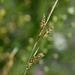 Mendocino Sedge - Photo (c) David Greenberger, some rights reserved (CC BY-NC-ND), uploaded by David Greenberger