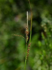 Carex mendocinensis