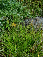 Carex mendocinensis