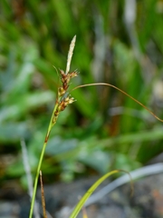 Carex mendocinensis