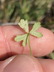Hydrocotyle paludosa