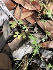 Hydrocotyle paludosa
