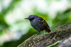 Magdalena Antbird photo 1