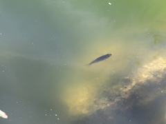 Gasterosteus aculeatus