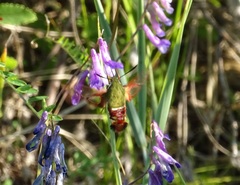 Hemaris gracilis