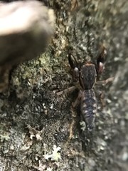 Cheliferoides segmentatus