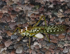 Capnobotes arizonensis