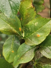 Phragmidium mucronatum