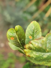 Phragmidium mucronatum