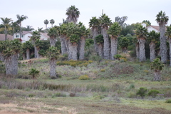 Senecio linearifolius linearifolius