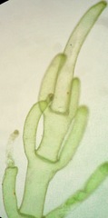 Cladophoropsis membranacea