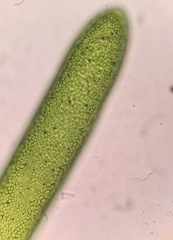 Cladophoropsis membranacea