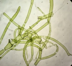 Cladophoropsis membranacea