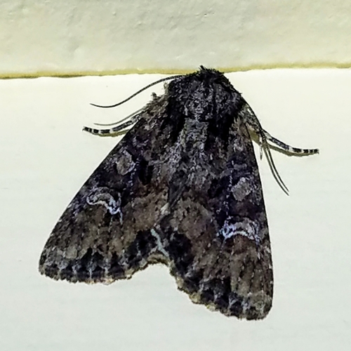 Small Clouded Brindle and Allies photo 2