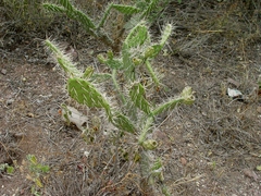 Opuntia elizondoana