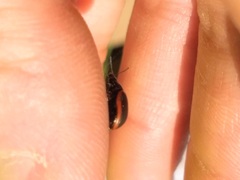 Chrysolina marginata