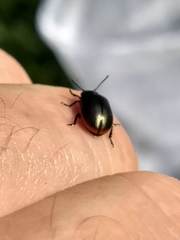 Chrysolina marginata