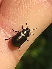 Chrysolina marginata