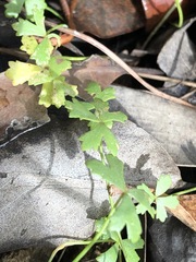 Hydrocotyle paludosa