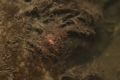 Cratena pawarshindeorum