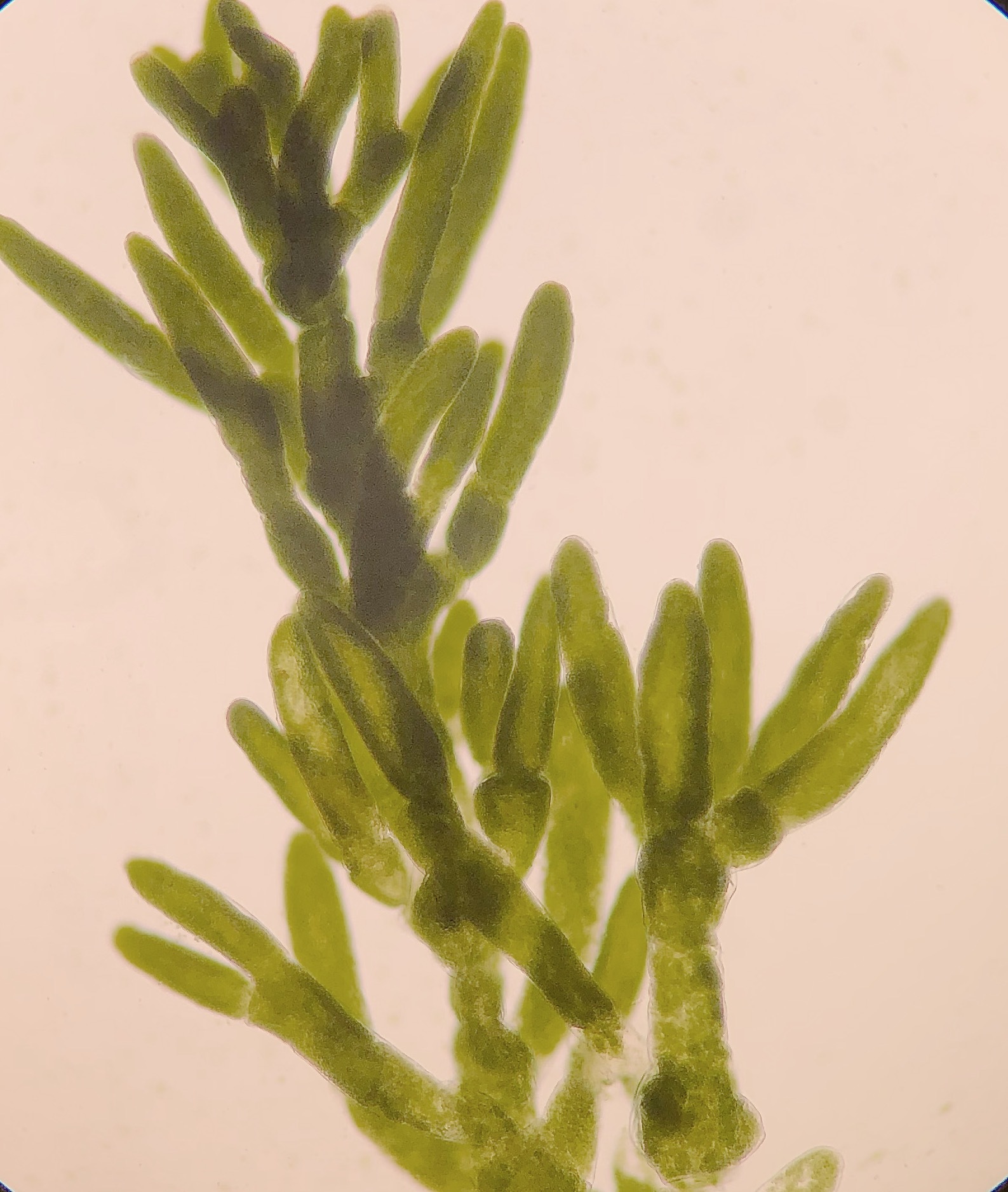 Caulerpa fastigiata