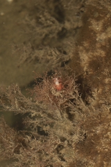 Cratena pawarshindeorum