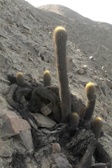 Haageocereus pseudomelanostele