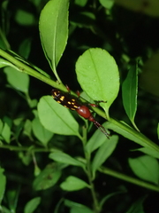 Baryrhynchus poweri